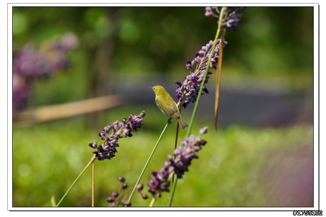 TAMRON SP 70-300mm A005開箱+試鏡實拍