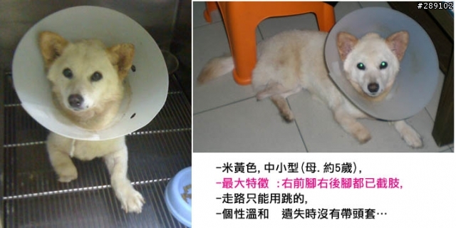 [急尋] 命運坎坷的兩腳狗狗  好不容易救回卻又走失 (((中永和地區)))