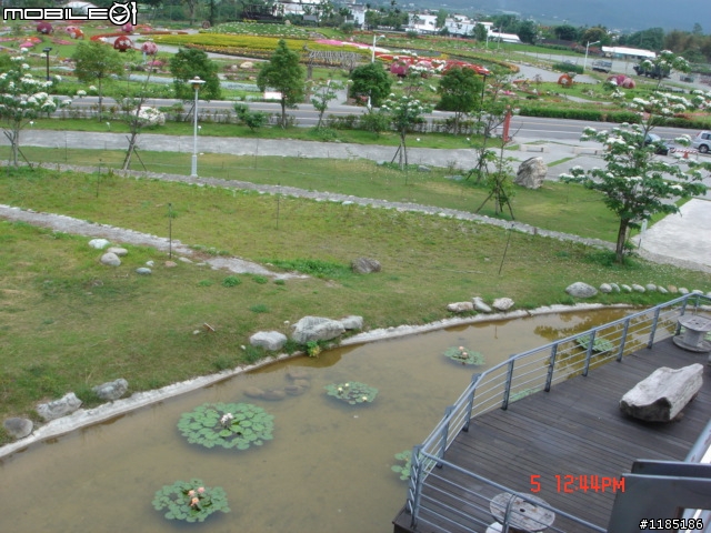 高雄-尾寮山 雲林-古坑 台東-池上 桐花遊