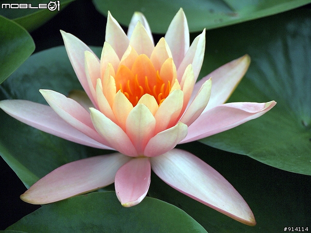 O 家的朋友,一起來蓋2011年蓮花大樓囉!