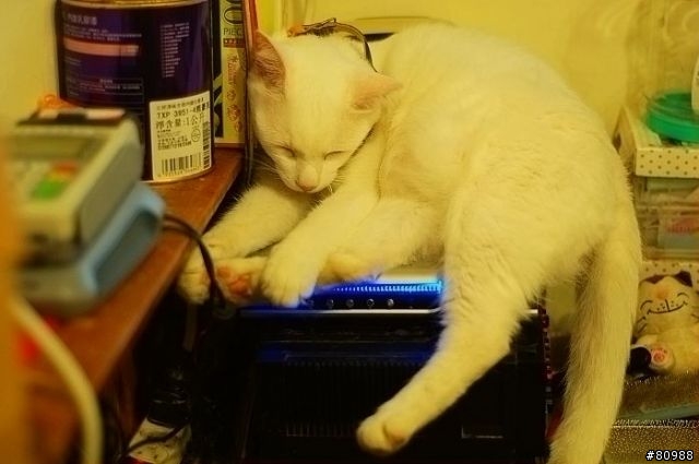 愛睏的貓咪