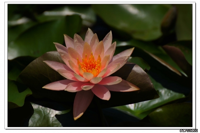 TAMRON SP 70-300mm A005開箱+試鏡實拍