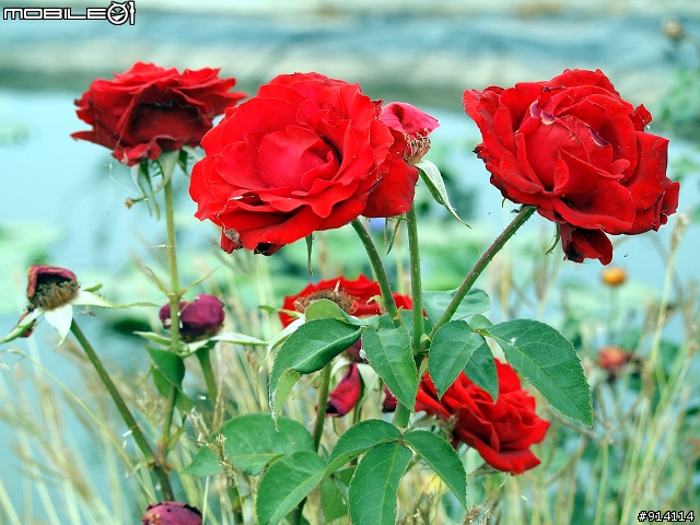 O 家的朋友,一起來蓋2011年蓮花大樓囉!