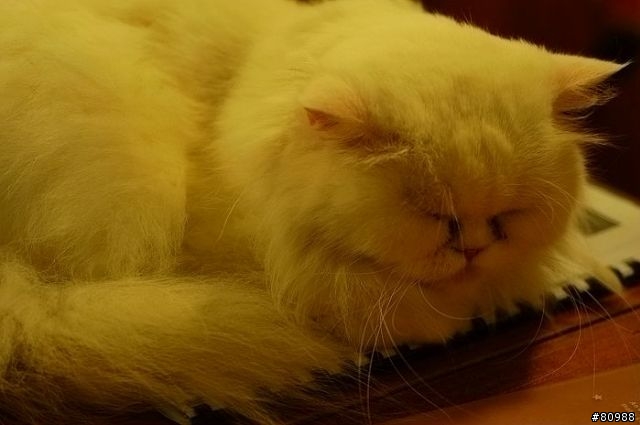 愛睏的貓咪