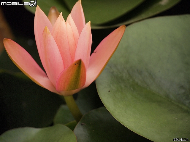 O 家的朋友,一起來蓋2011年蓮花大樓囉!
