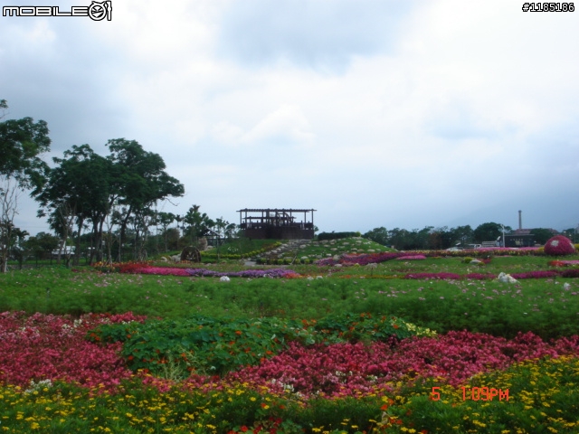 高雄-尾寮山 雲林-古坑 台東-池上 桐花遊