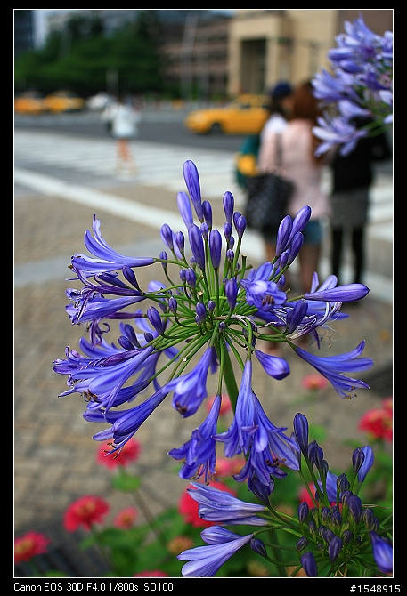 雙機流~我的Canon DSLR新手之路