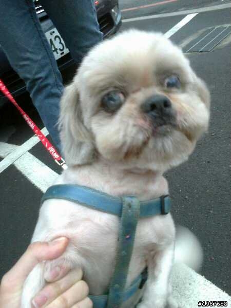 拜託 大家幫忙轉PO (新店安和路二段附近一帶 拾獲一隻西施犬)
