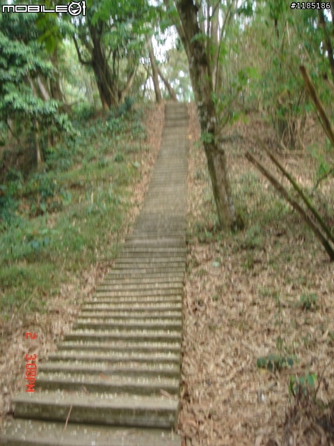 高雄-尾寮山 雲林-古坑 台東-池上 桐花遊