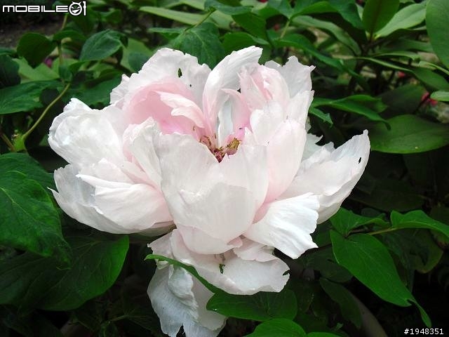 杉林溪之...都是花....