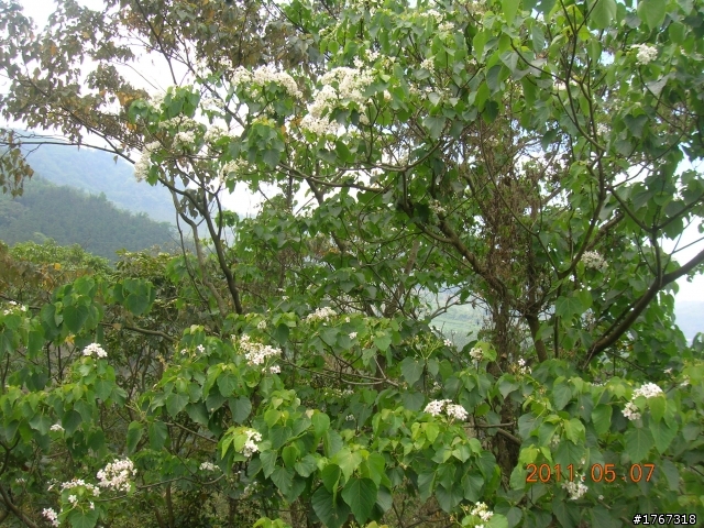 水蜜桃.蜜李.山豬肉之..那瑪夏----茶山行!!