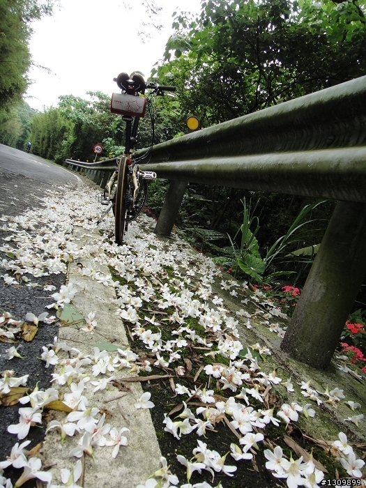 2011「逐鹿登山王 輪耀巴拉卡」 建國100 北海輪擺