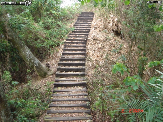 高雄-尾寮山 雲林-古坑 台東-池上 桐花遊