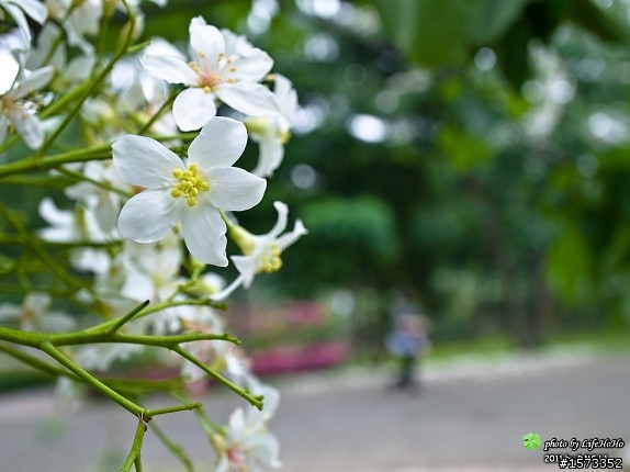 [景點分享]2011真五月雪之苗栗客家大院桐花之旅