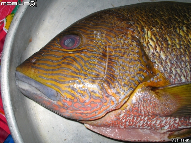 等一下要來料理大魚.....