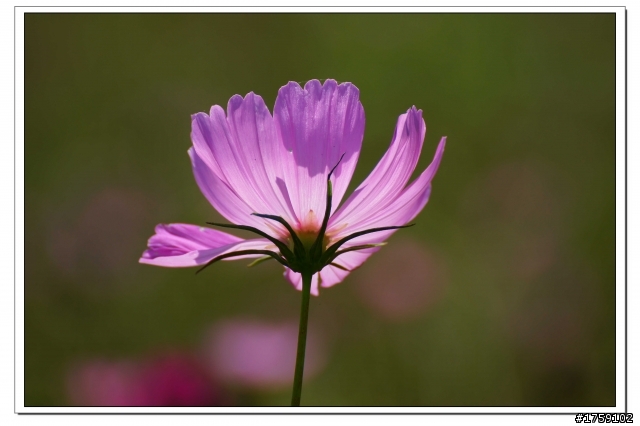 TAMRON SP 70-300mm A005開箱+試鏡實拍