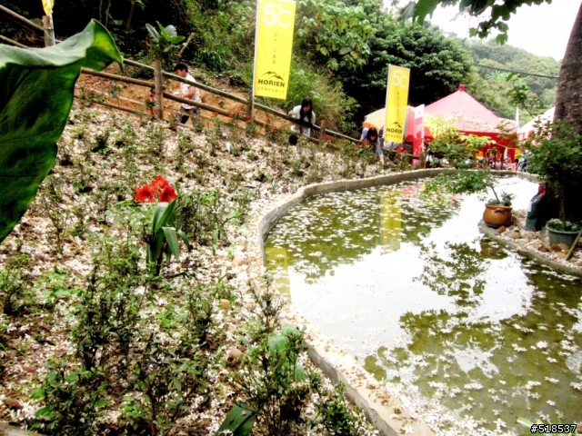 彰化．福田．一個人的桐花祭