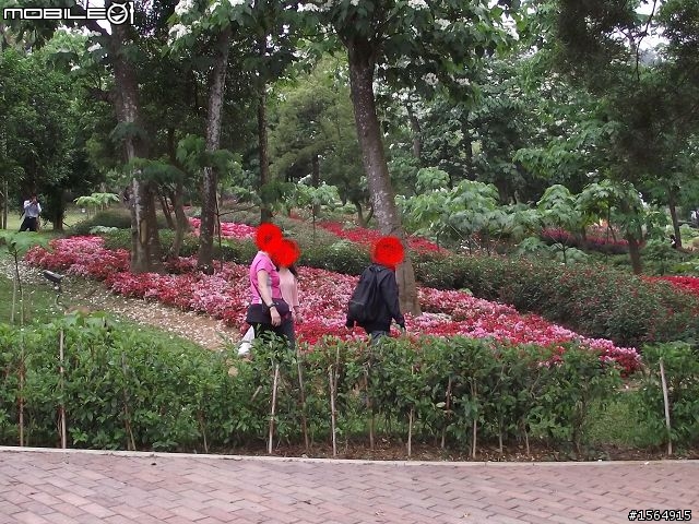 客家大院.油桐花.(外加高難度動作圖片.限制級)