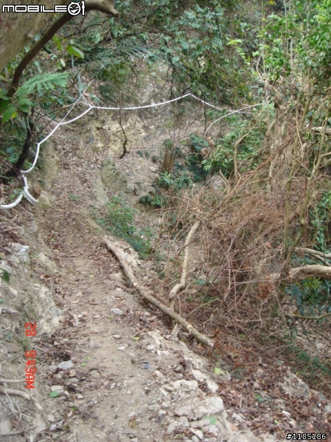 高雄-尾寮山 雲林-古坑 台東-池上 桐花遊