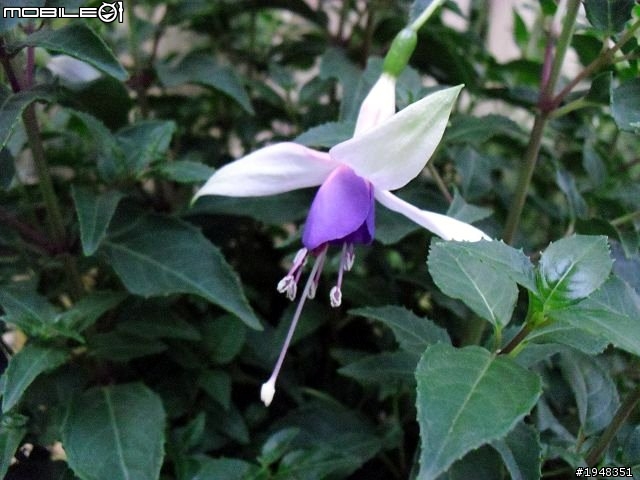 杉林溪之...都是花....