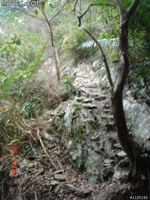 高雄-尾寮山 雲林-古坑 台東-池上 桐花遊
