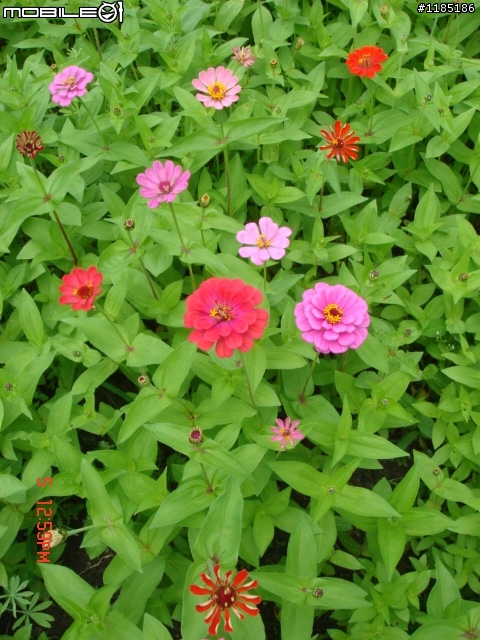 高雄-尾寮山 雲林-古坑 台東-池上 桐花遊