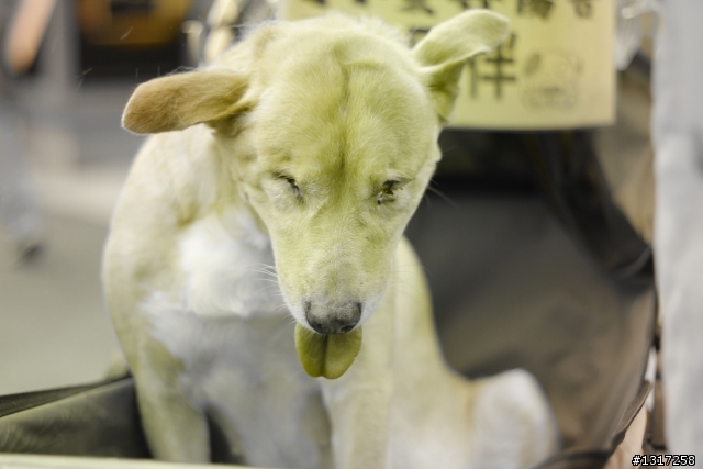 「路邊寵物」蓋大樓(不限相機廠牌機種不限有無後製)！！！