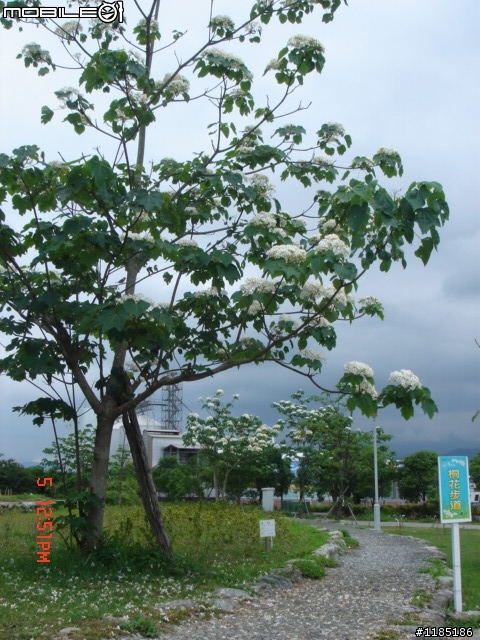 高雄-尾寮山 雲林-古坑 台東-池上 桐花遊
