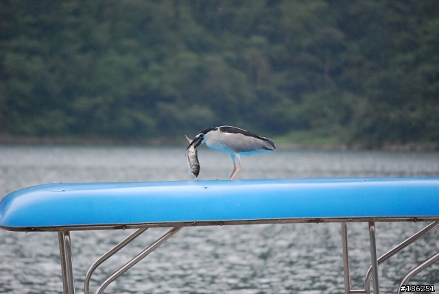 老機 D40X + 55-200mm 拍鳥