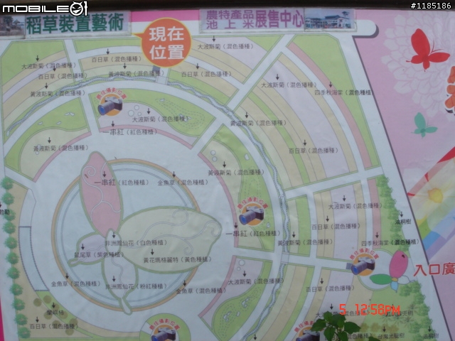 高雄-尾寮山 雲林-古坑 台東-池上 桐花遊