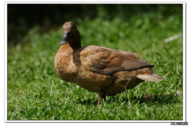 TAMRON SP 70-300mm A005開箱+試鏡實拍