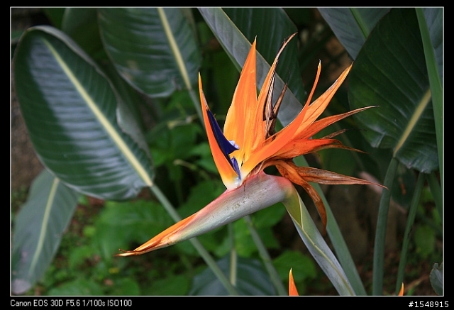 雙機流~我的Canon DSLR新手之路