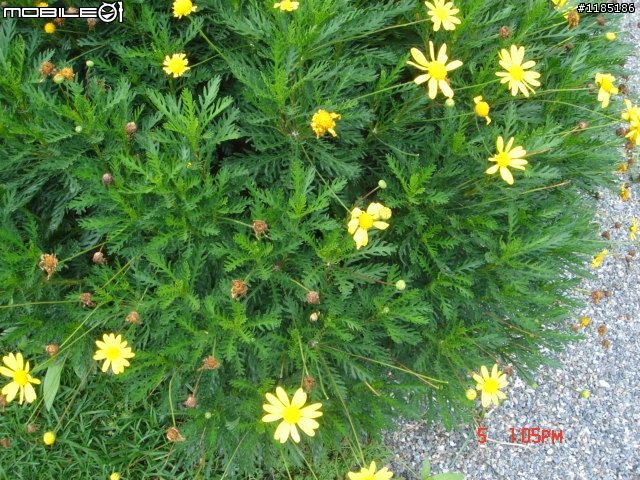 高雄-尾寮山 雲林-古坑 台東-池上 桐花遊