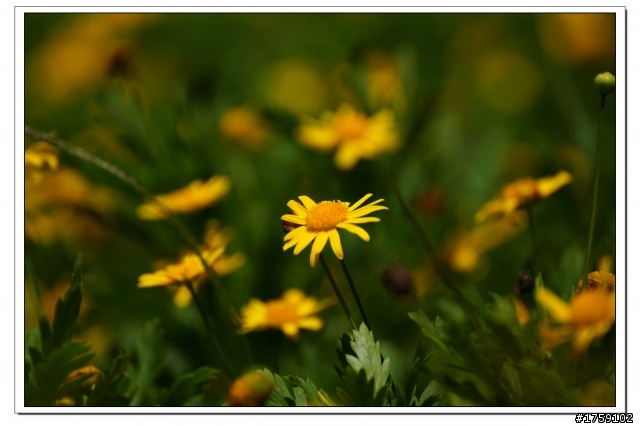 TAMRON SP 70-300mm A005開箱+試鏡實拍