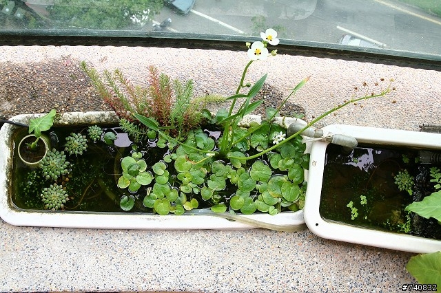 陽台上的蓮花盆
