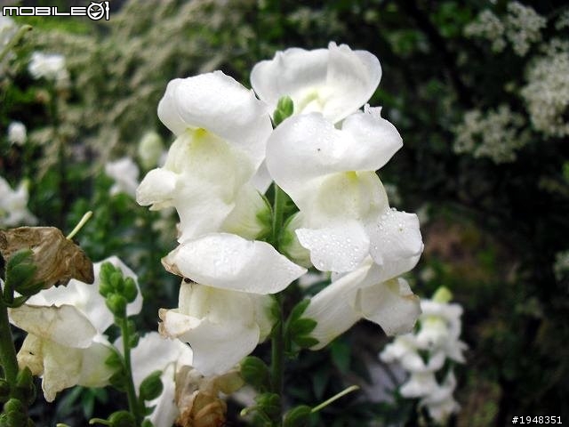 杉林溪之...都是花....