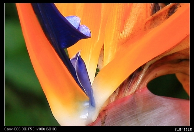 雙機流~我的Canon DSLR新手之路