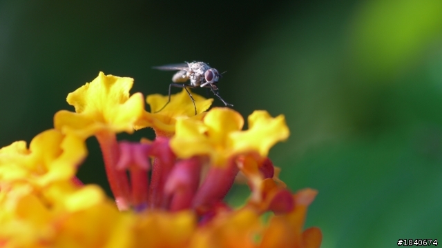 GF2+AIS 55mm Micro  試拍