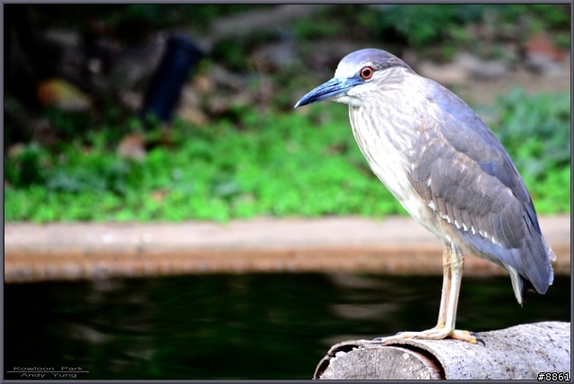 Sigma APO 50-500mm F4.5-6.3 DG OS HSM 開箱 + 照片測試