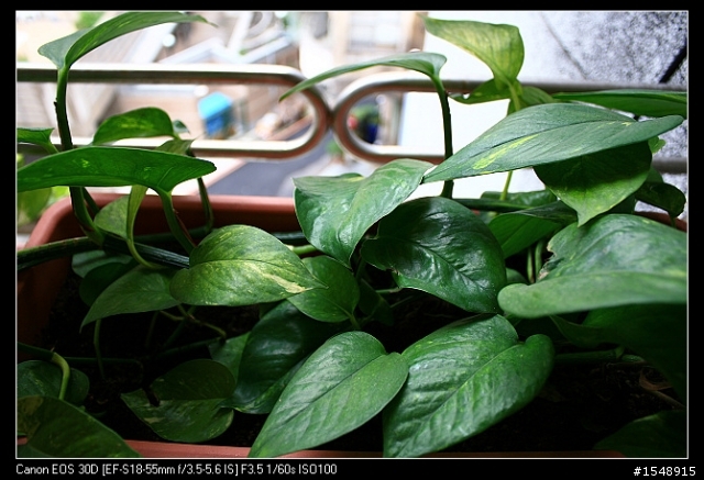 雙機流~我的Canon DSLR新手之路