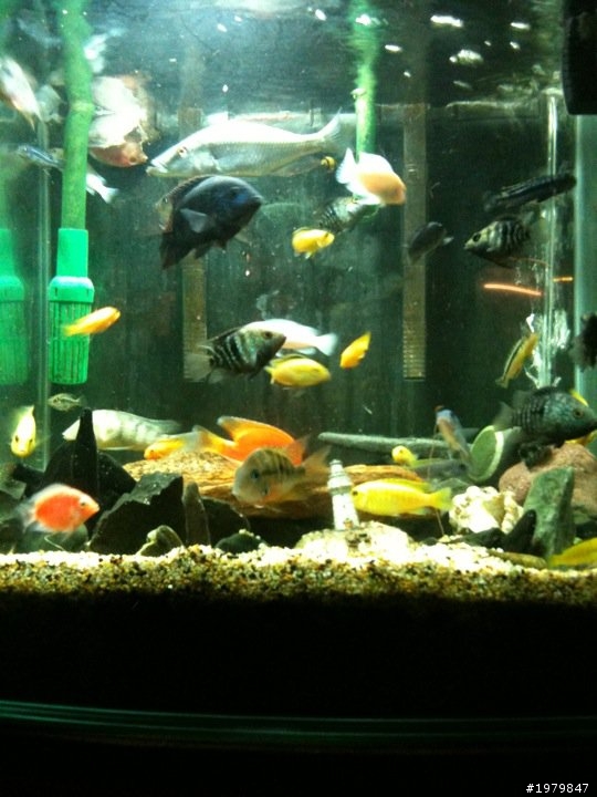 分享我的魚缸!!......喜愛水族........簽到!!