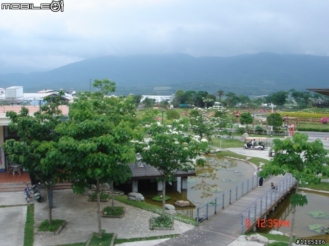 高雄-尾寮山 雲林-古坑 台東-池上 桐花遊