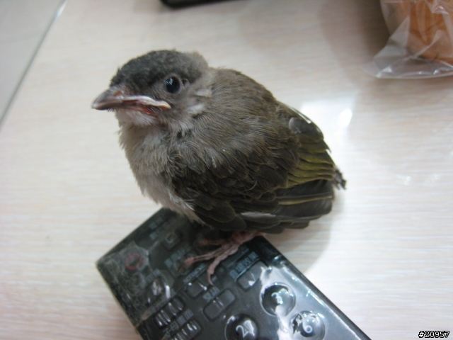 請專家認鳥...