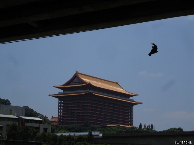願鴿安息