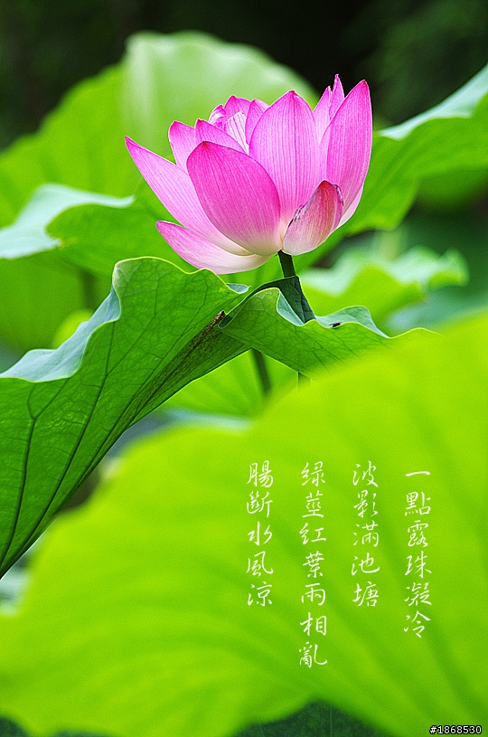 寫荷─鏡頭裏的詩境