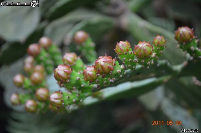 請問拍昆蟲跟花卉的鏡頭組合？