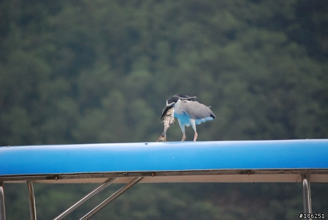 老機 D40X + 55-200mm 拍鳥