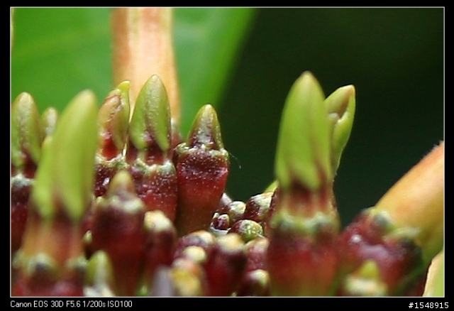 雙機流~我的Canon DSLR新手之路