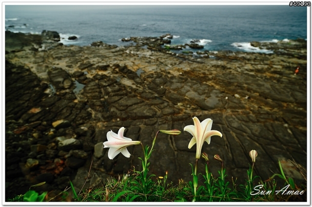 [旅遊攝影分享]聆聽春天的海潮之聲，欣賞東北角野百合美景