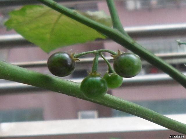 請教這是什麼植物